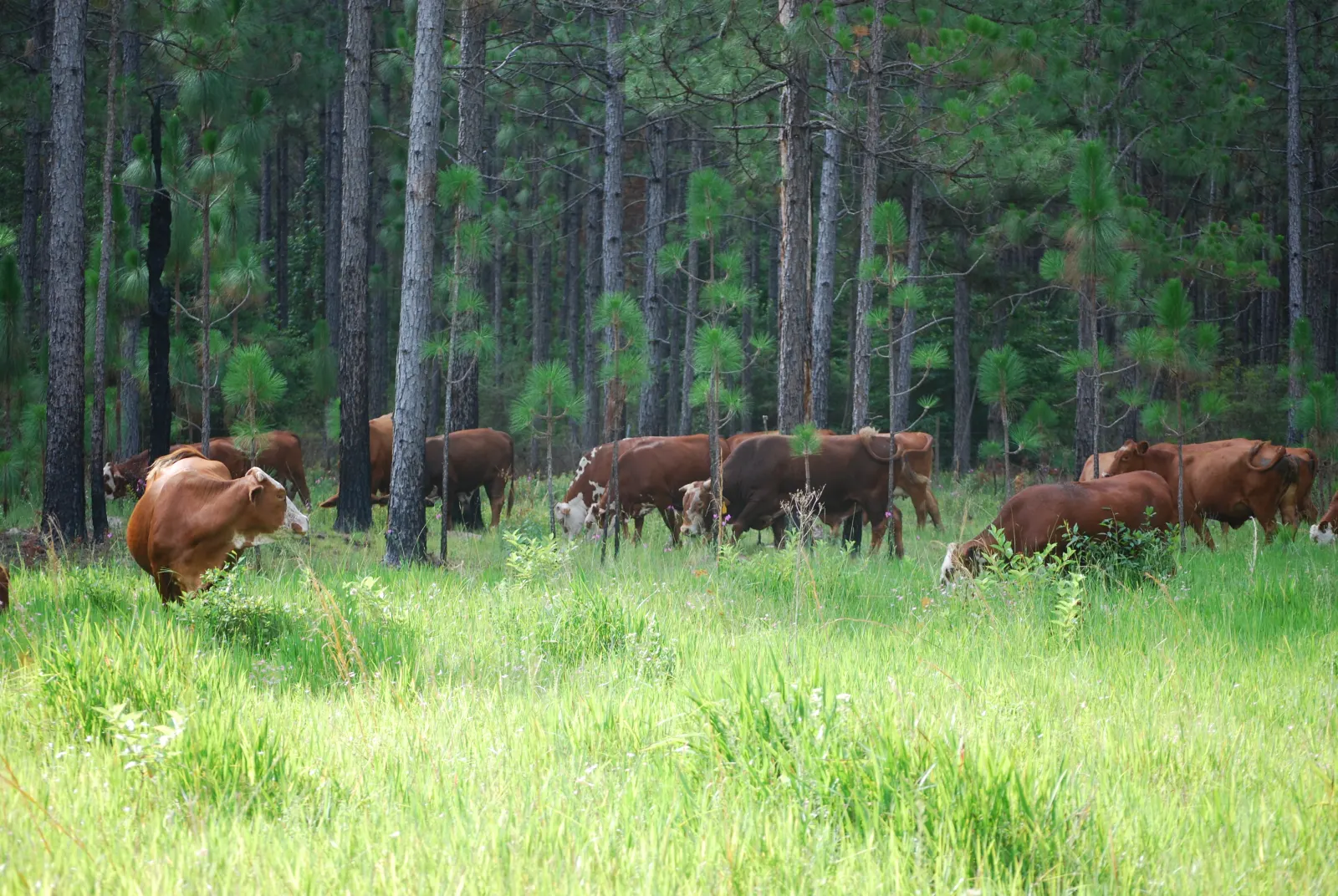 Cattle grazing on open cleared pasture with tall pine trees left standing