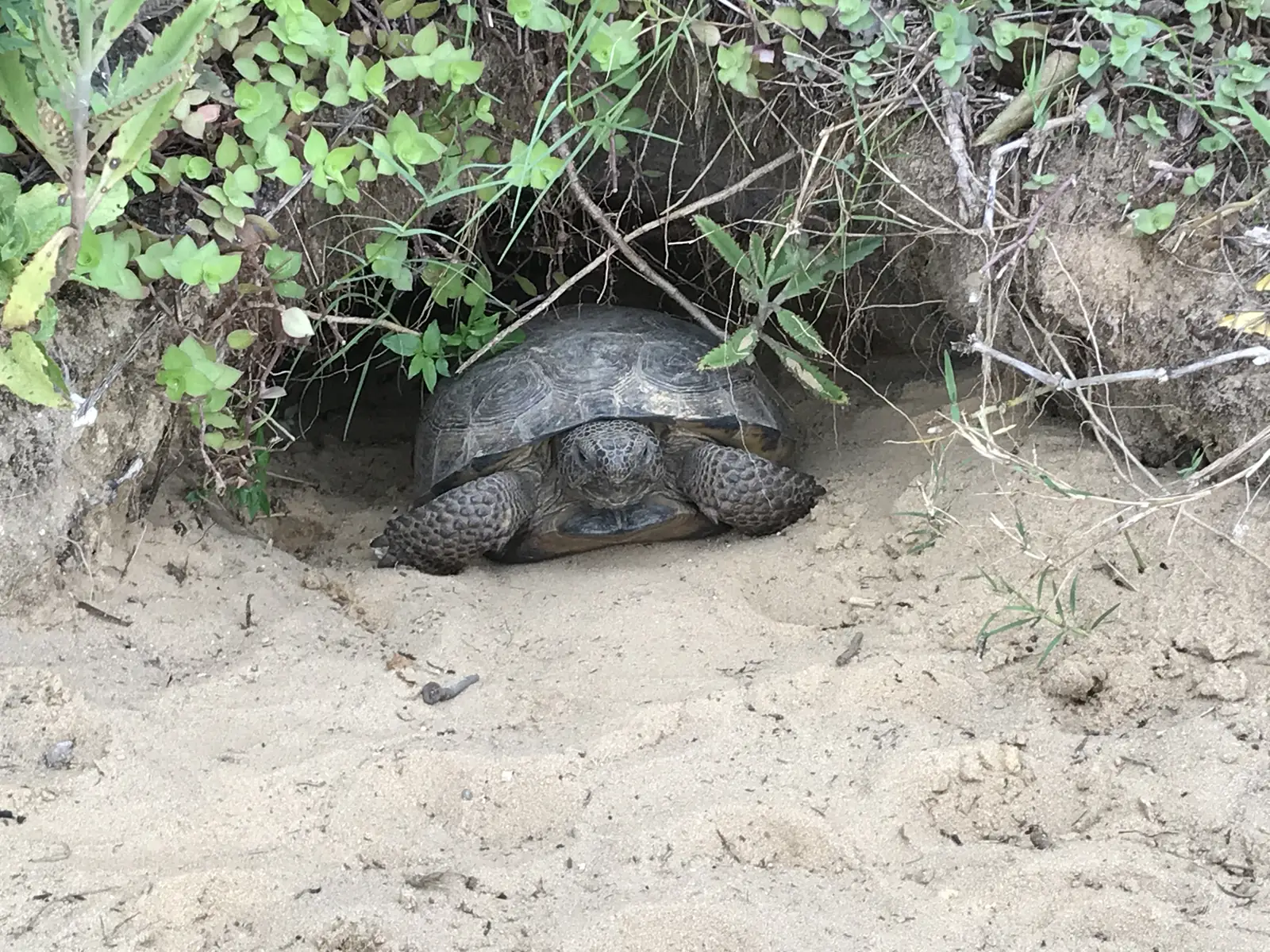 A gopher tortoise resting at the mouth of its burrow in sandy soil, with vines hanging over the entrance
