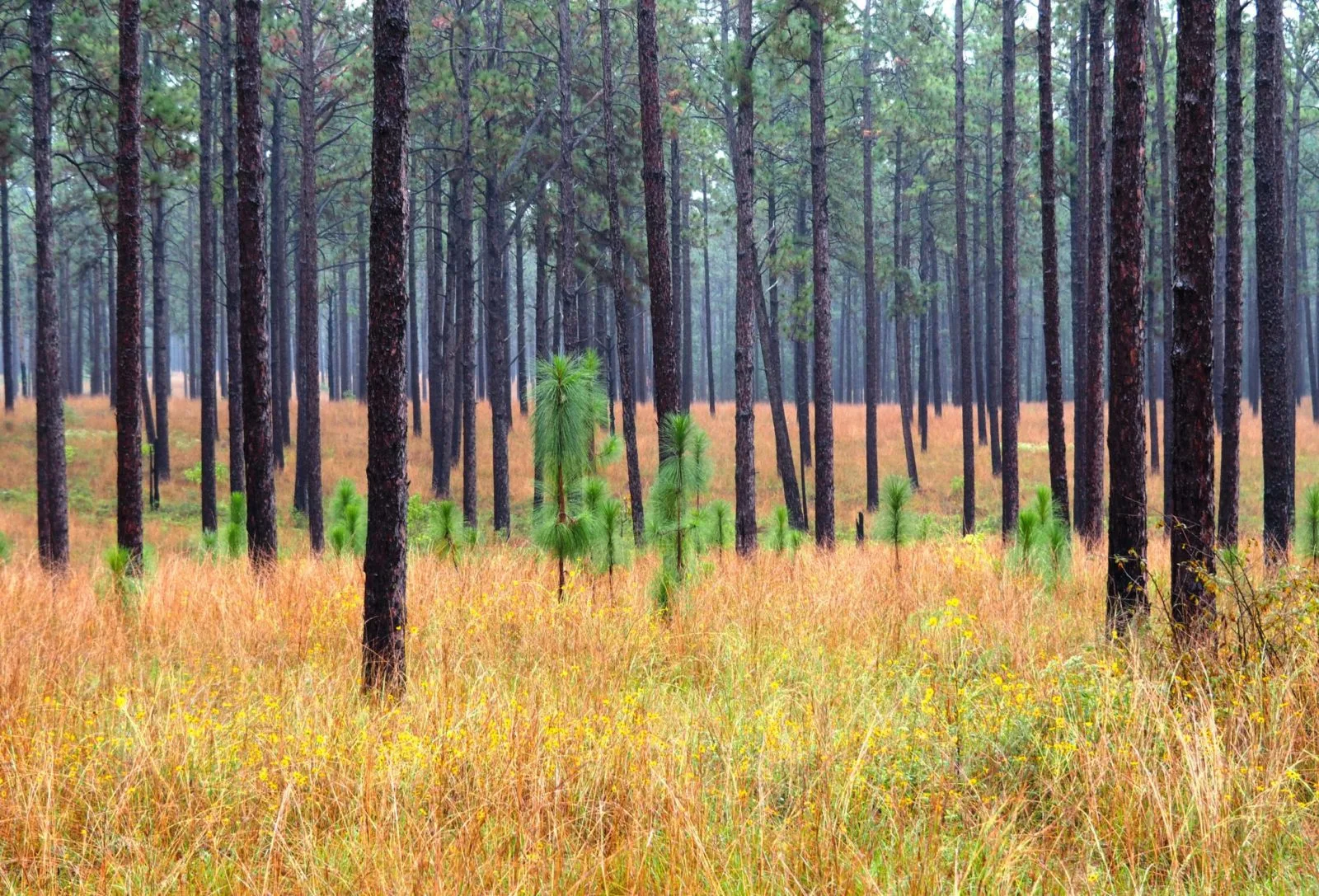 Longleaf pine savanna with wiregrass and young longleaf growing in an open understory